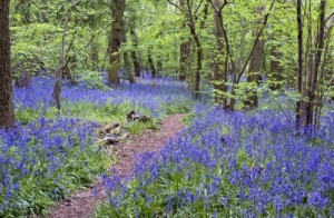 A great wood with a path through drifts of bluebells