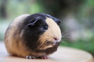Tan and black coloured guinea pig sitting on a table, blurred green background