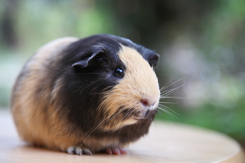 Tan and black coloured guinea pig sitting on a table, blurred green nature background. Being your own guinea-pig to improve your talk in 10 minutes
