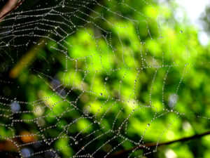 spider web with green blurred tree background